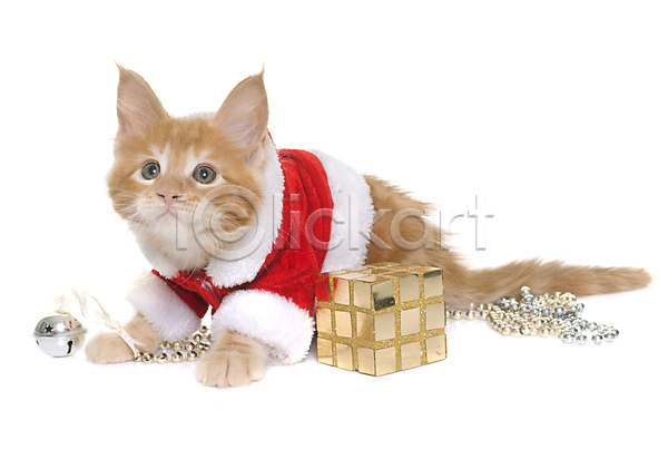 축하 사람없음 JPG 포토 해외이미지 고양이 동물 반려동물 산타옷 선물 이벤트의상 컨셉 크리스마스 한마리 해외202004 흰배경