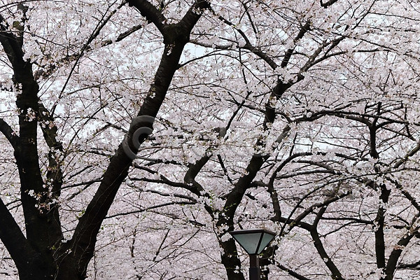사람없음 JPG 포토 해외이미지 꽃잎 벚꽃 벚나무 봄 야외 해외202004