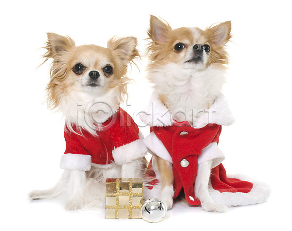사람없음 JPG 포토 해외이미지 갈색 강아지 개 겨울 동물 두마리 반려동물 빨간색 산타옷 선물 이벤트의상 치와와 컨셉 코트 해외202004 흰배경 흰색