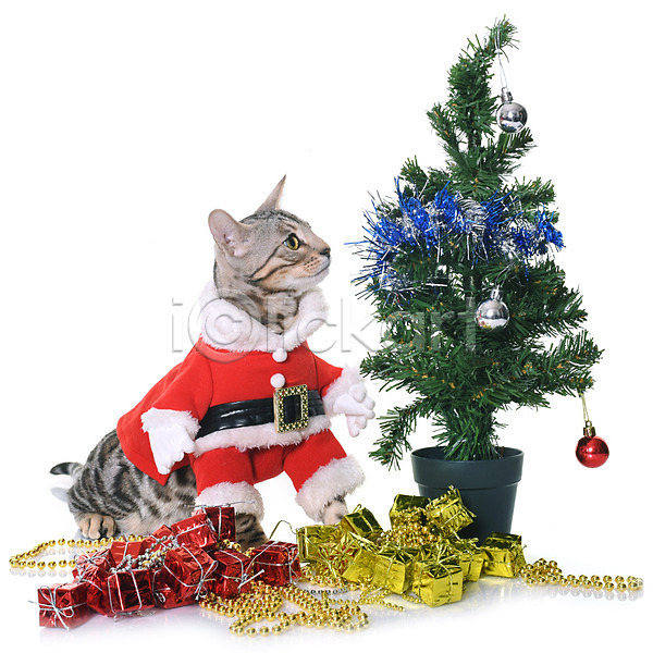 사람없음 JPG 포토 해외이미지 고양이 동물 반려동물 빨간색 산타옷 이벤트의상 컨셉 코트 크리스마스 해외202004 회색 흰배경