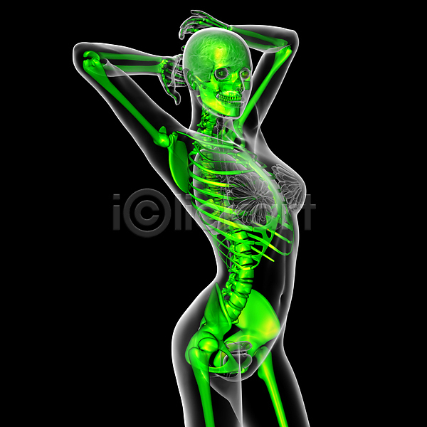 고통 사람 사람없음 3D JPG 포토 해외이미지 건강 골격 관절 무릎 뼈 엑스레이 정형외과 척추 해골모형 해부 해외202004
