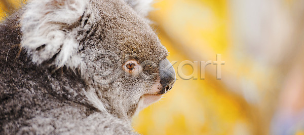 부드러움 사람없음 JPG 아이콘 포토 해외이미지 1 고립 곰 귀 나무 나뭇가지 동물 동물상 동물원 모피 백그라운드 앉기 야생동물 얼굴 유칼립투스 잇몸 자연 집게발 털 포옹 포유류 해외202004 해외포토 호주 회색