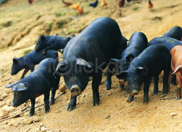사람없음 포토 가축 검은색 동물 돼지 땅 생물 아프리카돼지열병 야외 여러마리 육지동물 자연 척추동물 축산업 컬러 포유류 흑돼지 흙