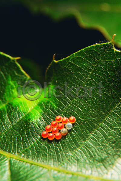 사람없음 근접촬영 아웃포커스 포토 계란 곤충 곤충알 나뭇잎 동물 벌레 생물 식물 알 잎 잎맥 자연 절지류