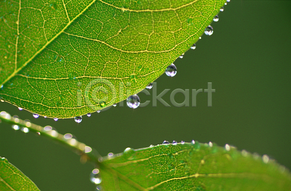 사람없음 근접촬영 아웃포커스 포토 나뭇잎 물 물방울 백그라운드 식물 이슬 잎 잎맥 자연 초록색 촉촉함 컬러