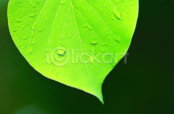 사람없음 근접촬영 포토 나뭇잎 모양 무늬 물 물방울 백그라운드 식물 이슬 잎 잎맥 자연 초록색 촉촉함 컬러 한개