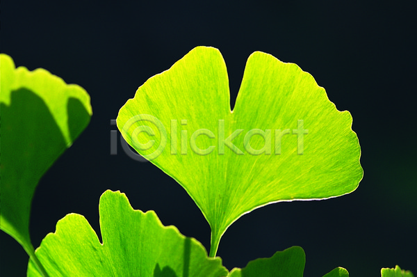 사람없음 근접촬영 포토 그림자 나뭇잎 모양 무늬 백그라운드 빛 생물 식물 은행나무 은행잎 잎 잎맥 자연 초록색 컬러