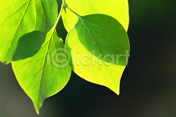사람없음 근접촬영 포토 그림자 나뭇잎 모양 무늬 백그라운드 빛 생물 식물 여러장 잎 잎맥 자연 초록색 컬러