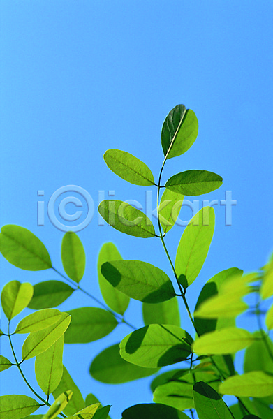 사람없음 근접촬영 포토 나뭇잎 모양 무늬 백그라운드 생물 식물 여러장 잎 잎맥 자연 줄기 초록색 컬러