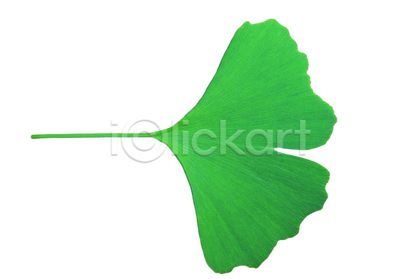 사람없음 근접촬영 포토 나무 나뭇잎 모양 무늬 백그라운드 생물 식물 은행나무 은행잎 잎 잎맥 자연 초록색 컬러 한개