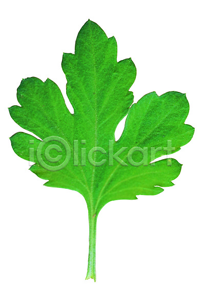 사람없음 근접촬영 포토 모양 무늬 백그라운드 생물 식물 잎 잎맥 자연 초록색 컬러 풀(식물) 풀잎 한개