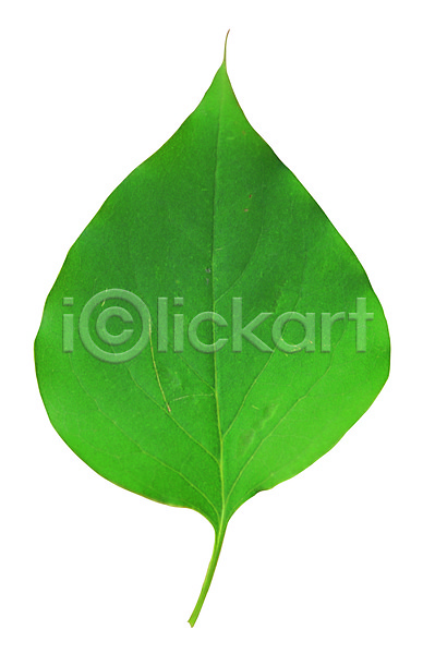 사람없음 근접촬영 포토 나뭇잎 모양 무늬 백그라운드 생물 식물 잎 잎맥 자연 초록색 컬러 한개