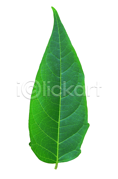 사람없음 근접촬영 포토 나뭇잎 뒷면 모양 무늬 백그라운드 생물 식물 잎 잎맥 자연 초록색 컬러 한개