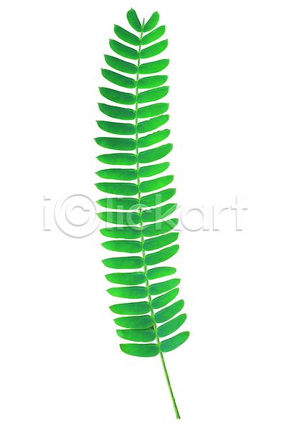 사람없음 근접촬영 포토 나뭇잎 모양 무늬 백그라운드 생물 식물 여러장 잎 잎맥 자연 초록색 컬러 한개