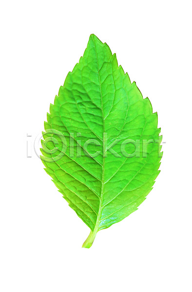 사람없음 근접촬영 포토 깻잎 농작물 모양 무늬 백그라운드 생물 식물 식재료 잎 잎맥 자연 채소 초록색 컬러 한개