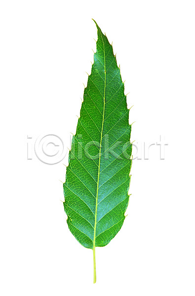사람없음 근접촬영 포토 나뭇잎 모양 무늬 백그라운드 생물 식물 잎 잎맥 자연 초록색 컬러 한개