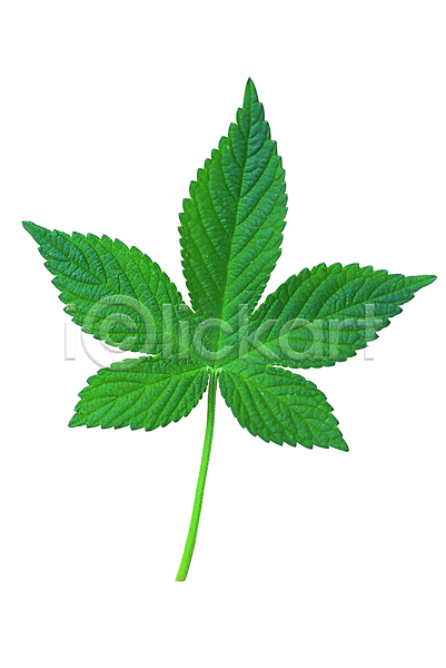 사람없음 근접촬영 포토 나뭇잎 단풍 단풍나무 모양 무늬 백그라운드 생물 식물 잎 잎맥 자연 초록색 컬러 한개