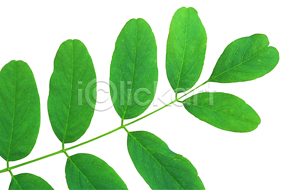 사람없음 근접촬영 포토 나뭇잎 모양 무늬 백그라운드 생물 식물 여러장 잎 잎맥 자연 줄기 초록색 컬러