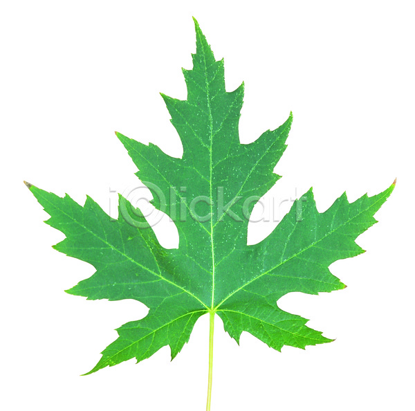 사람없음 근접촬영 포토 나뭇잎 단풍 단풍나무 모양 무늬 생물 식물 잎 잎맥 자연 초록색 컬러 한개