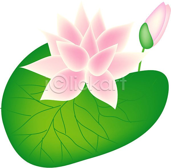 사람없음 EPS 아이콘 꽃 꽃잎 부처님오신날 식물 여름꽃 연꽃(꽃) 연잎 자연