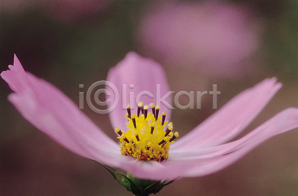사람없음 JPG 근접촬영 포토 가을(계절) 가을꽃 꽃 들꽃 백그라운드 분홍색 식물 자연 코스모스(꽃)