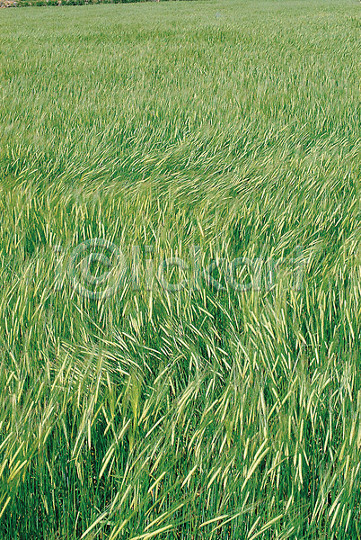 사람없음 JPG 포토 농촌 밀 밭 백그라운드 보리 보리밭 쌀 야외 자연 주간 풍경(경치)