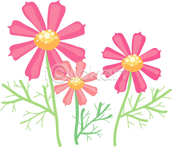 사람없음 EPS 아이콘 가을꽃 꽃 분홍색 식물 자연 컬러 코스모스(꽃)