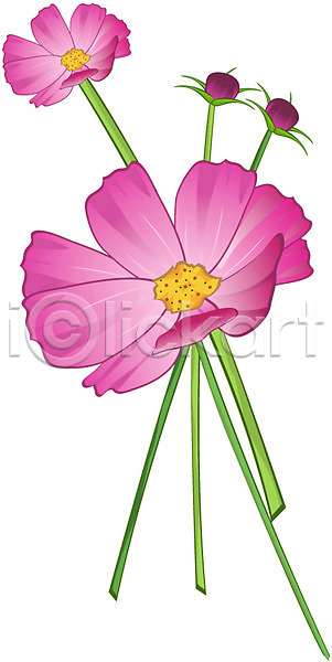 사람없음 EPS 아이콘 가을(계절) 가을꽃 꽃 분홍색 식물 자연 초원(자연) 컬러 코스모스(꽃)