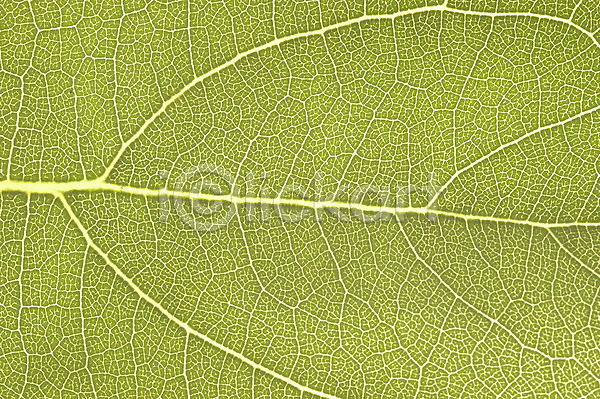 사람없음 JPG 근접촬영 포토 하이앵글 상록수 식물 야외 잎 잎맥 잎줄기 자연 초록색