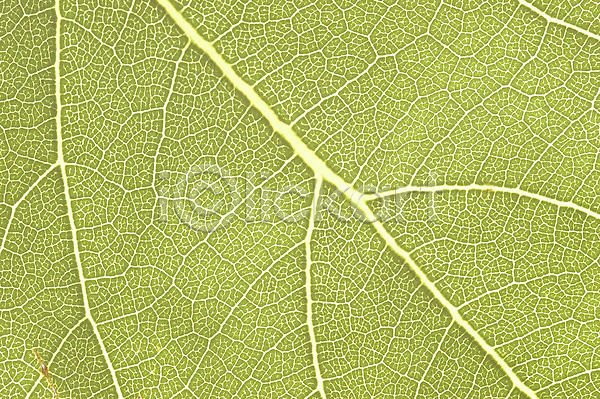 사람없음 JPG 근접촬영 포토 하이앵글 상록수 식물 야외 잎 잎맥 자연 주간 줄기 초록색