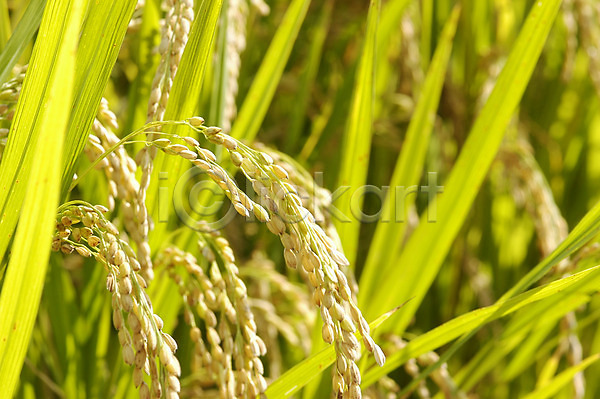 사람없음 JPG 근접촬영 포토 가을(계절) 곡류 벼 수확 식물 쌀 야외 주간 주식 초록색 추분 추수