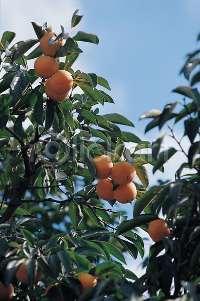 사람없음 JPG 포토 감 감나무 과일 나무 농작물 백그라운드 식물 야외 오렌지 오렌지나무 자연 주간 풍경(경치) 하늘