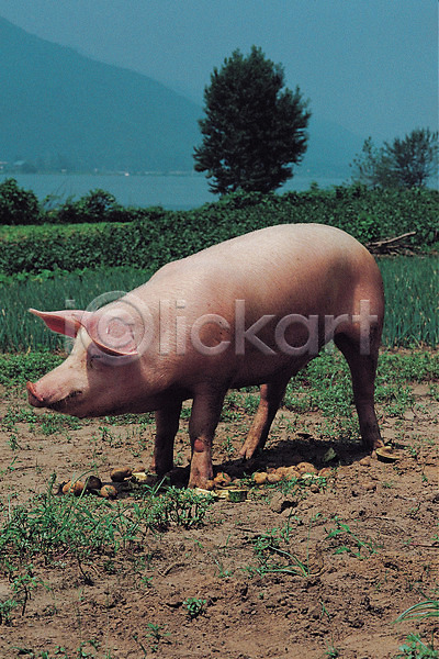 사람없음 JPG 포토 가축 나무 동물 돼지 방목 식물 아프리카돼지열병 야외 육지동물 주간 척추동물 초원(자연) 포유류 풀(식물) 하늘 한마리
