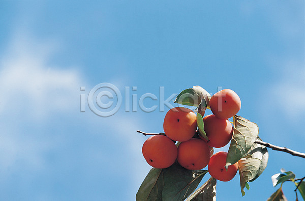 사람없음 JPG 포토 가을(계절) 감 감나무 과일 나뭇가지 나뭇잎 농작물 백그라운드 식물 야외 잎 자연 주간 풍경(경치) 하늘