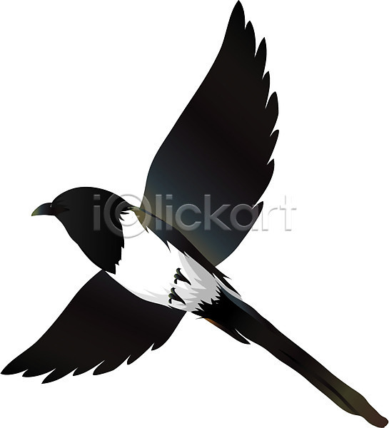 사람없음 EPS 아이콘 까치 날개(비행) 날갯짓 동물 새해 야생동물 조류 척추동물 한마리
