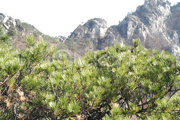 사람없음 JPG 포토 나무 돌(바위) 바위(돌) 바위산 백그라운드 북한산 산 소나무 식물 야외 자연 주간 풍경(경치)