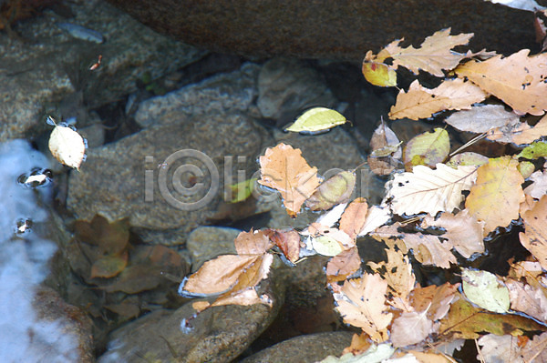 사람없음 JPG 포토 가을(계절) 개울 계곡 계절 골짜기 낙엽 돌(바위) 물 바위(돌) 백그라운드 사계절 산 야외 자연 주간 풍경(경치)
