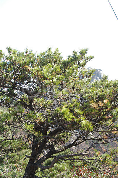 사람없음 JPG 포토 겨울 계절 나무 바위산 백그라운드 북한산 사계절 산 소나무 식물 야외 자연 주간 풍경(경치)