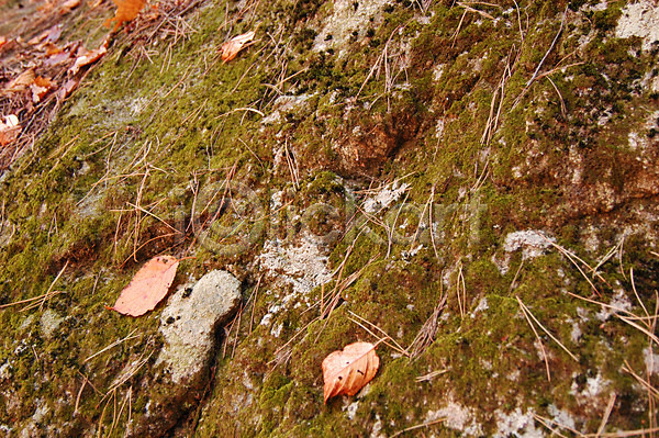 사람없음 JPG 포토 가을(계절) 겨울 계절 나뭇잎 낙엽 돌(바위) 바위(돌) 백그라운드 사계절 산 식물 암벽 야외 이끼 자연 주간