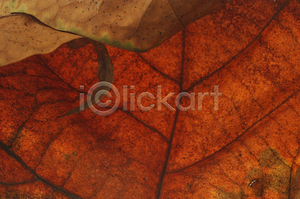 사람없음 JPG 근접촬영 포토 나무 나뭇잎 낙엽 식물 잎 잎맥 자연