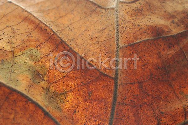 사람없음 JPG 근접촬영 포토 나무 나뭇잎 낙엽 식물 잎 잎맥 자연