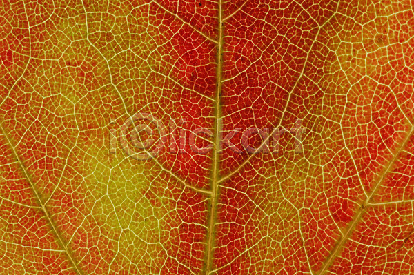 사람없음 JPG 근접촬영 포토 나무 나뭇잎 낙엽 단풍 식물 잎 잎맥 자연