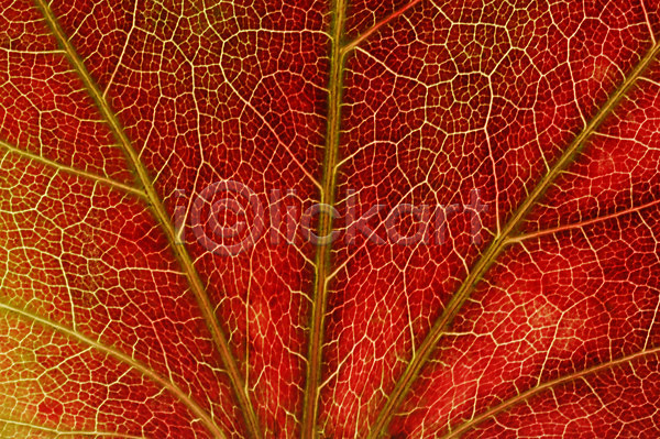 사람없음 JPG 근접촬영 포토 나무 나뭇잎 낙엽 단풍 식물 잎 잎맥 자연