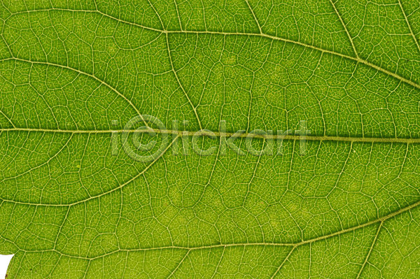 사람없음 JPG 근접촬영 포토 나무 나뭇잎 식물 잎 잎맥 자연