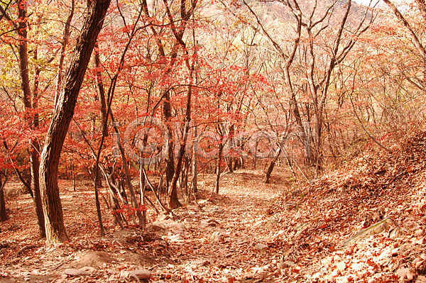 사람없음 JPG 포토 가을(계절) 계절 길 나무 낙엽 단풍 백그라운드 사계절 산 산길 숲 식물 야외 자연 주간 풍경(경치)