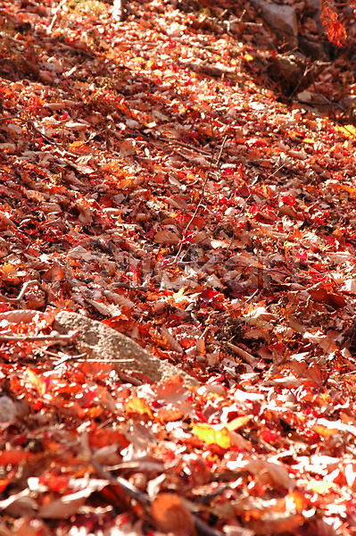 사람없음 JPG 포토 가을(계절) 길 나무 낙엽 단풍 백그라운드 산 산길 숲 식물 야외 잎 주간 풍경(경치)
