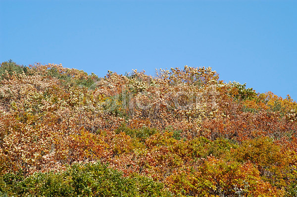 사람없음 JPG 포토 가을(계절) 나무 단풍 백그라운드 북한산 산 야외 주간 풍경(경치) 하늘