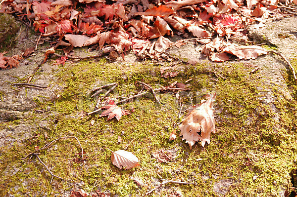 사람없음 JPG 포토 가을(계절) 계절 낙엽 백그라운드 사계절 산 식물 야외 이끼 자연 주간 풍경(경치)