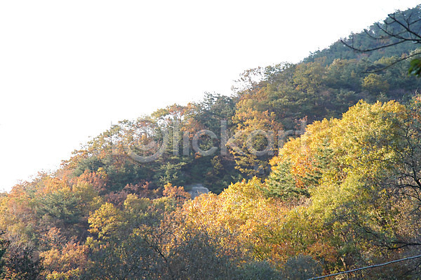 사람없음 JPG 포토 가을(계절) 가을풍경 계절 나무 단풍 백그라운드 북한산 사계절 산 숲 식물 야외 자연 주간 풍경(경치)
