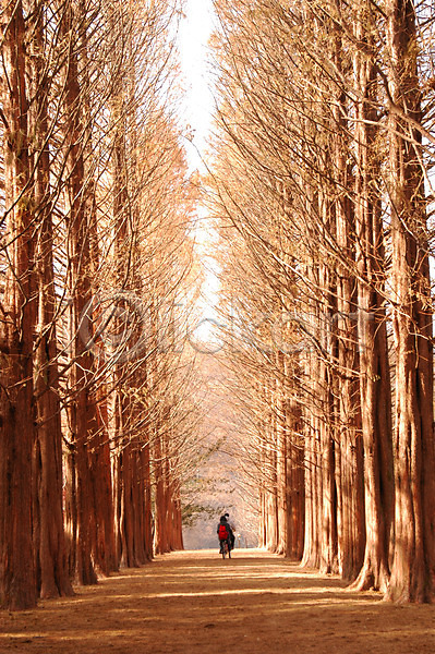 산책 사람 JPG 포토 가로수 가을(계절) 계절 길 나무 백그라운드 사계절 수목원 숲 숲길 식물 야외 자연 주간 풍경(경치)